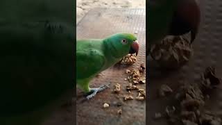 Parrot fanny vedio pattukutty காத்தோட்டிக்கங்காய் சாப்பிடும் பட்டு [upl. by Ayin121]