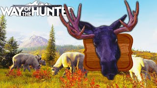 Mountain Goat Hunt and a Melanistic Moose  Way of the Hunter [upl. by Eillek]