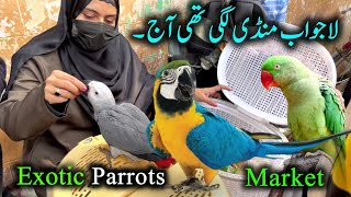 Exotic Parrots and Birds Market 2024 Latest Update in Urdu Hindi  Birds market 2024 new video [upl. by Llebana213]