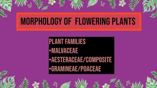 Morphology of flowering plants Malvaceae Aesteraceae poaceae [upl. by Glogau815]