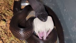 King Snake Eats Mouse  Warning Live Feeding [upl. by Stroud]