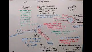 synapse class 12  synapse nervous system  synapse nervous system in hindi [upl. by Herold]