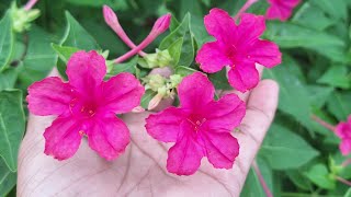 The Beauty Of Mirabilis jalapa [upl. by Eenel]