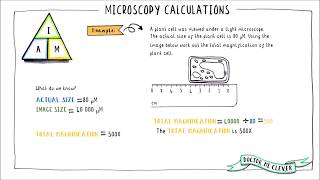 MICROSCOPY CALCULATIONS AQA 91 GCSE Biology Topic 1 Cell Biology [upl. by Akiemat]