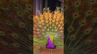 beautiful colourful peacocks dance flout music [upl. by Nrojb]