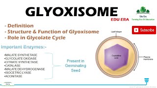 Peroxisomes and Glyoxysomes MDCAT Biology Practice MCQS Question Bank  MDCATBiologyQuestionBank [upl. by Eelnodnarb]