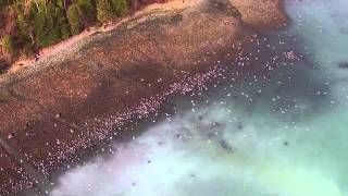 Salish Sea Herring Spawn [upl. by Jaffe365]