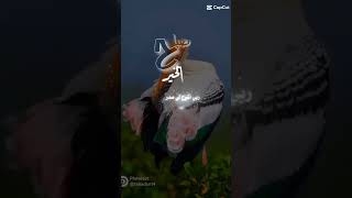 دعاء الصباح shortsvideo [upl. by Wiatt690]