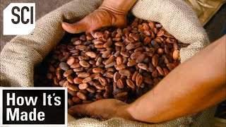 How Its Made Cocoa Beans [upl. by Ahsyekat652]