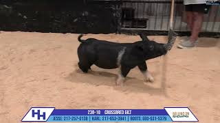 23810 CROSSBRED GILT  Heimer Hampshires Sept 23 2024 Sale [upl. by Heymann]