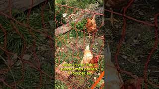 21  Le problème des limaces Part2  Léo Drevet Permaculture gardening [upl. by Arahk833]