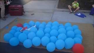 LAwithKidscom meets the Balloon Popping Dog [upl. by Akkina81]