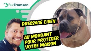 Dressage de chien au mordant pour protéger votre maison [upl. by Quinlan]