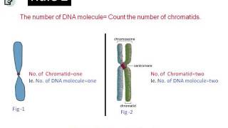 How to count chromosomes and DNA molecules during mitosis [upl. by Hewett492]