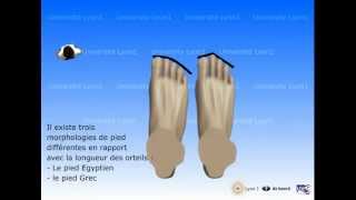 Le pied  morphologies et pathologies [upl. by Torray]