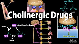 Cholinergic Drugs  Pharmacology Animation [upl. by Ekaj560]