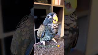 Honest Baby Bronzewinged Pionus Parrot Noises Begging or laughing parrot [upl. by Macintosh]