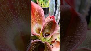 How plant eat insect 😳😱  How pitcher plant eat insects  Pitcher plant eating insect [upl. by Ib558]