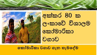 කෝමාරිකා වගාව  අක්කර 80 ක ලංකාවේ ලොකුම කෝමාරිකා ගොවිපළLargest Aloe vera Cultivation Farm Sri Lanka [upl. by Noyar13]