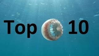 Top 10 Most Dangerous Jellyfish [upl. by Gnauq]