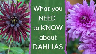 Growing dahlias  everything you need to know about how to choose and grow dahlias [upl. by Webber]