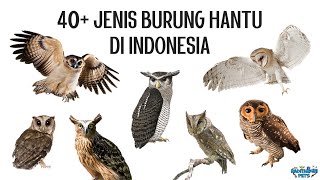 40 Jenis Burung Hantu di Indonesia [upl. by Gabrielson]