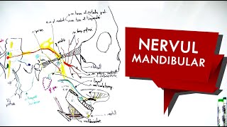 N Trigemen  Nervul MANDIBULAR [upl. by Anelav]