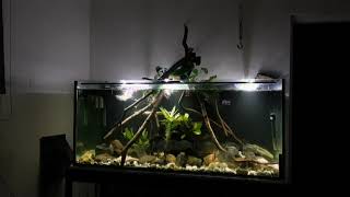 Red belly piranha biotope aquarium Pygocentrus species [upl. by Ernestus107]