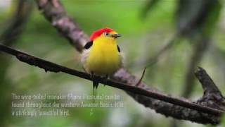 Wiretailed manakin in action  Amazonia Expeditions 2017 [upl. by Rakabuba]