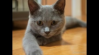 シャルトリューの子猫が可愛すぎる！！ Chartreux kitten is too cute [upl. by Royo695]