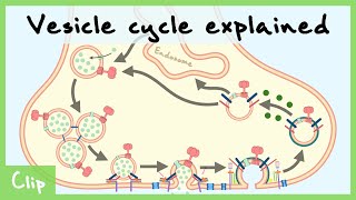 Vesicle Cycle Explained amp ClathrinMediated Endocytosis  Clip [upl. by Lark]