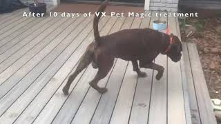 VX Pet Magic PEMF device helps dog recover from iliopsoas injury  4 year old Boxer [upl. by Sgninnej12]