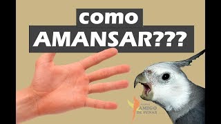 Algumas dicas de como amansar sua calopsita [upl. by Lede]