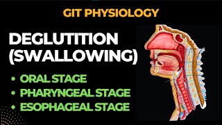 Deglutition Swallowing And its Reflex  Gastrointestinal Physiology  By Muneeb [upl. by Gierk]