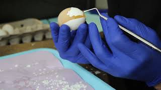 How to Peel a Raw Egg [upl. by Eidac671]