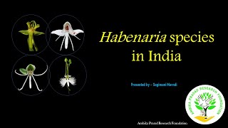 Habenaria species orchids terrestrial orchidworld odisha conservation conservationawareness [upl. by Nimzzaj]