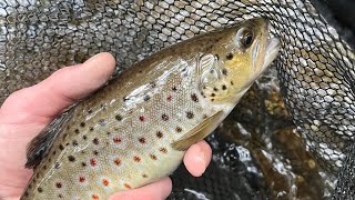 Rainy Day Streamer Fishing in an INCREDIBLE Trout Creek [upl. by Cassilda275]