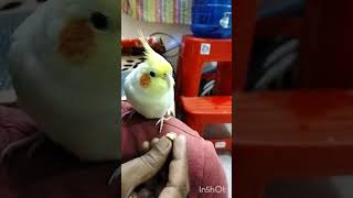 Cockatiel Lutino Parrot 🐦 Rio Having Peanut 🥜lutino petbird [upl. by Nyladnar]