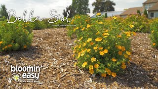 Meet Bella Sol® Potentilla [upl. by Mialliw]