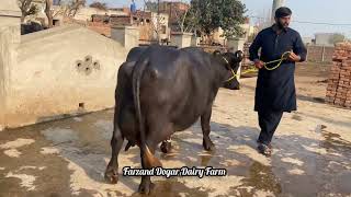 Black Gold 28850kg  Arooj 25150kg in Pdfa online milk competition 2024  Sardar Asghar Dogar [upl. by Pfaff]