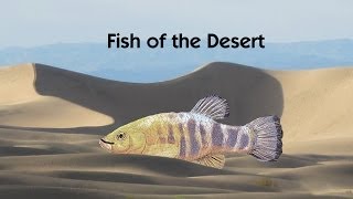 Death Valley  Fish of the Desert  Travel for Kids [upl. by Benyamin]