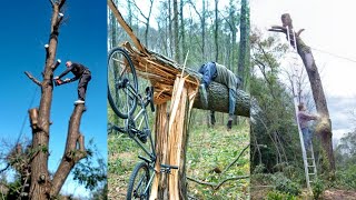 DANGEROUS TREES Severe Lean How to fell a tree with hard lean [upl. by Wolfie]