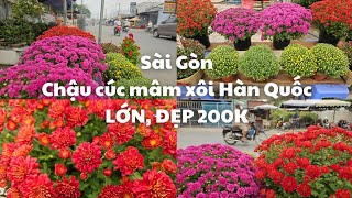 Sài Gòn nơi bán hoa tết 2024 CÚC MÂM XÔI Hàn Quốc đẹp chậu lớn 200k  Mai và các loại hoa khác [upl. by Ecargyram753]