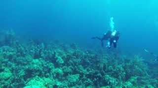 Sonar pinging when scuba diving [upl. by Iow648]