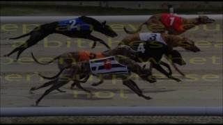 Greyhound Racing Betting Tips 1 [upl. by Austina]