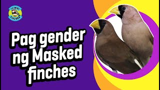 Shorts Pag gender ng Masked finches [upl. by Erickson]