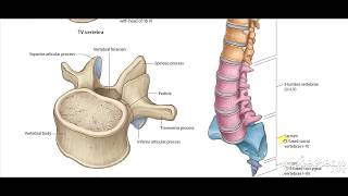 Thoracic vertebrae [upl. by My]