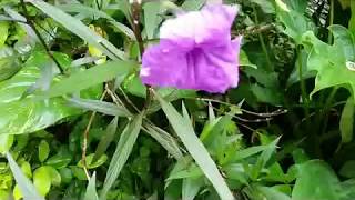 Ruellia brittoniana Purple Showers  Mexican petunia  how to propagate [upl. by Radley]