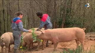 Du bon du bio  Lexemple dun élevage de cochons bio dans le Tarn [upl. by Ahcas746]