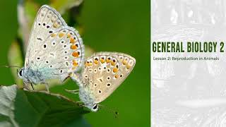 GENERAL BIOLOGY 2  ANIMAL REPRODUCTION [upl. by Imyaj]